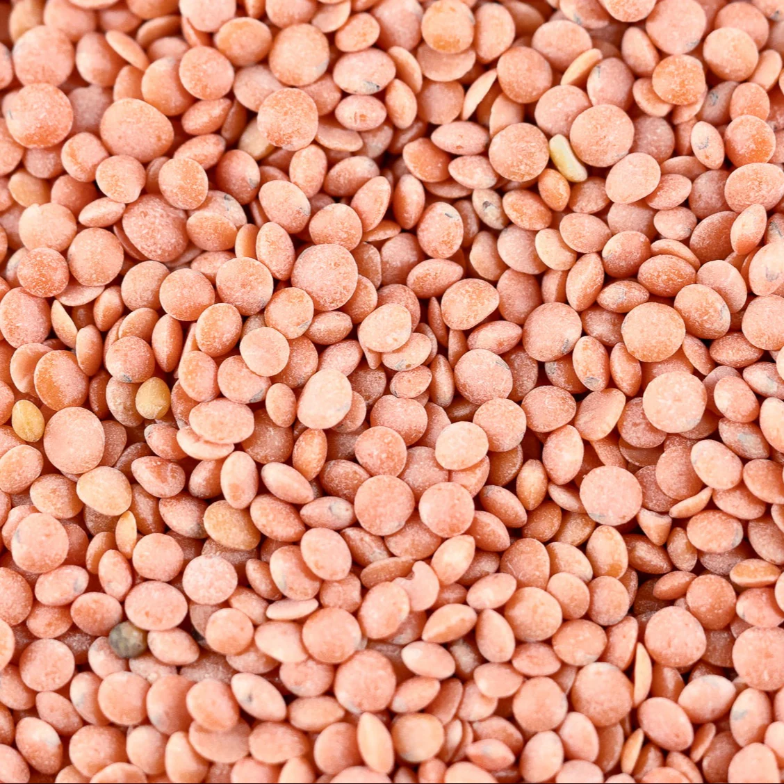 Masoor Dal
